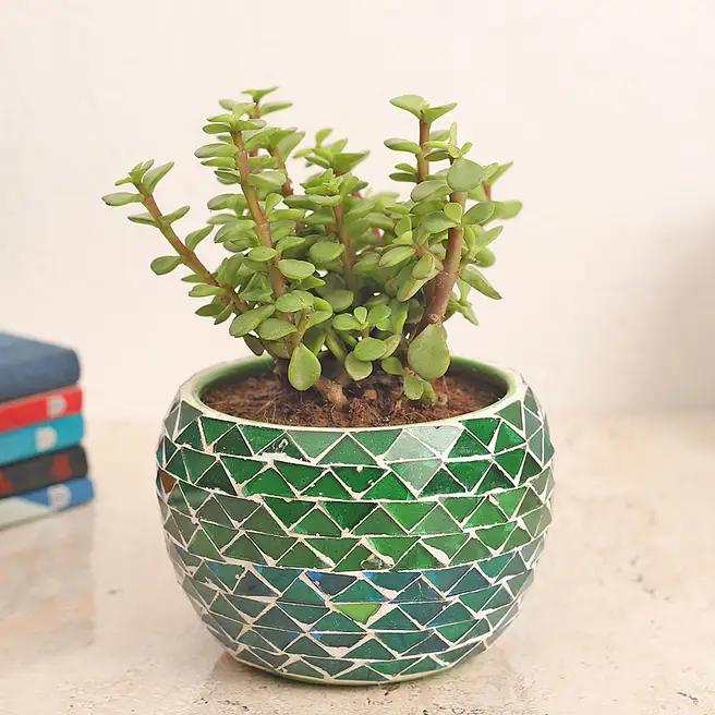 Jade Plant